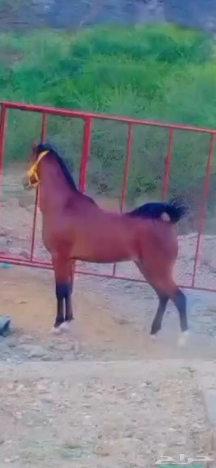 حصان شعبي فاخر 1