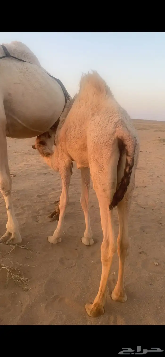 بكره لبيع قصب 1