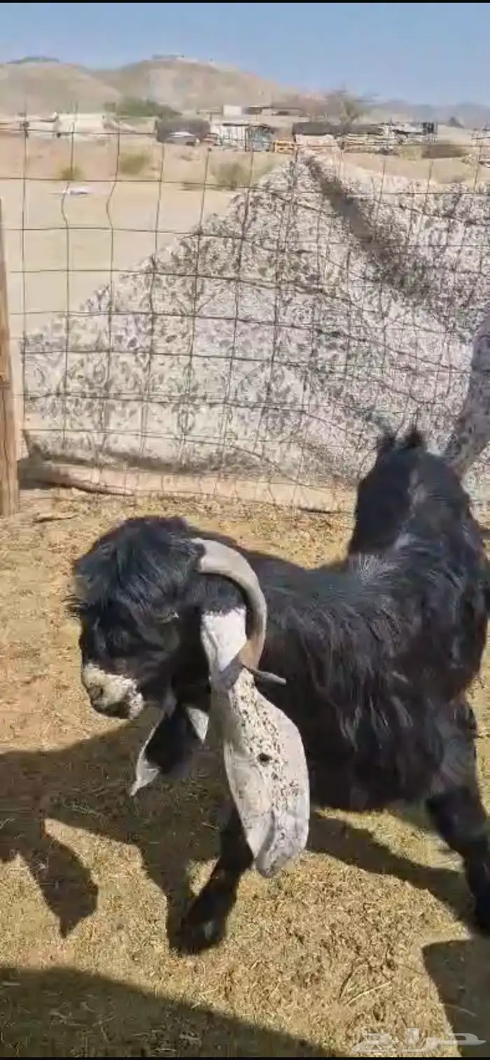 للبيع تيس فحل عارضي صنف 0