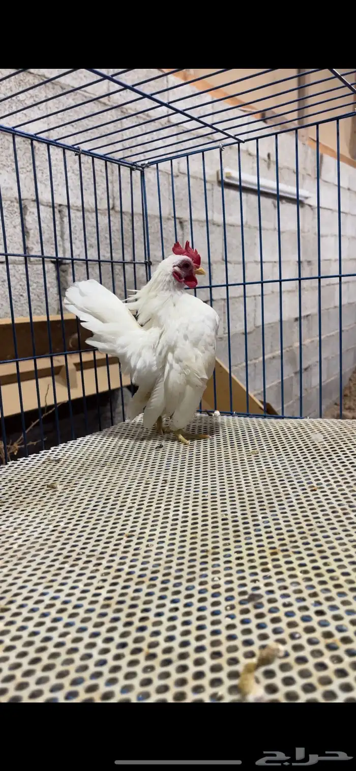 جوز دجاج سيراما 1