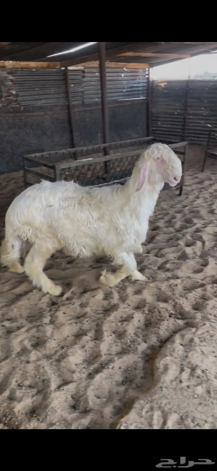 خروف نجدي عيسي ابيض مشروع فحل فاخر 0