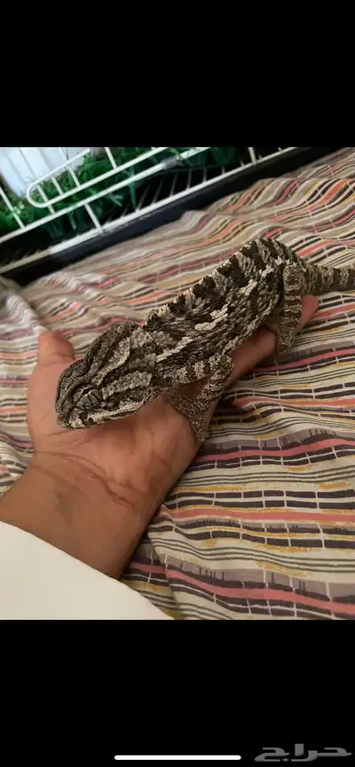 حرباء تغير لونها index