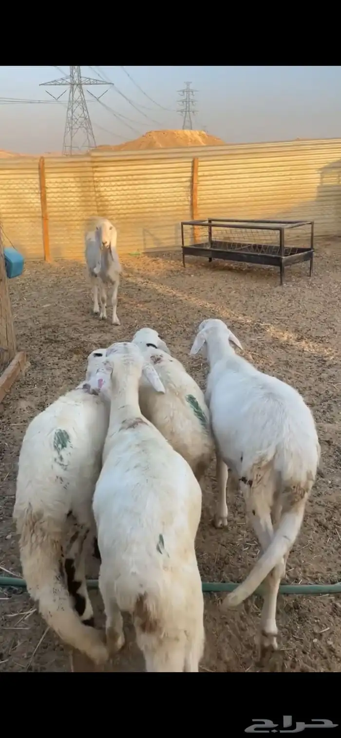 سواكن مرابي 3