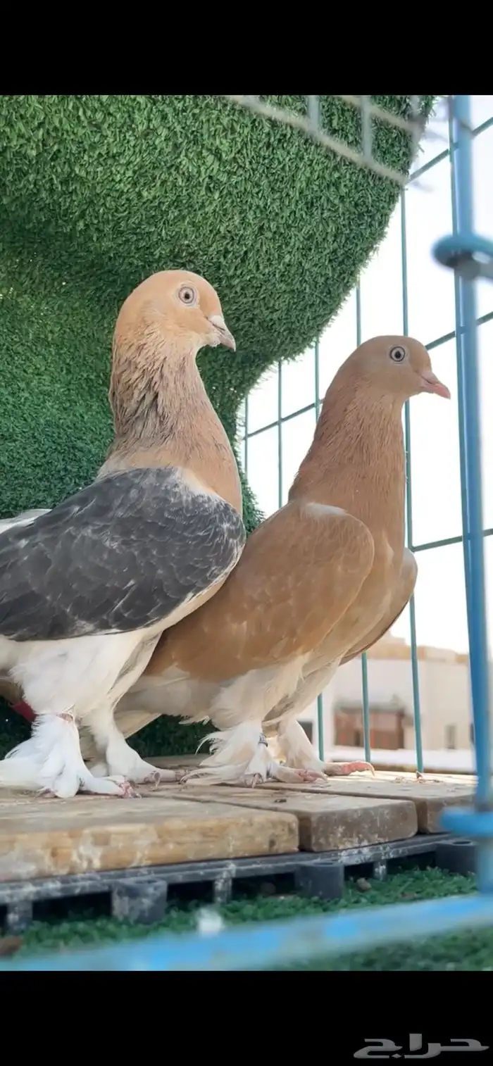 حمام تركي تم البيع 0