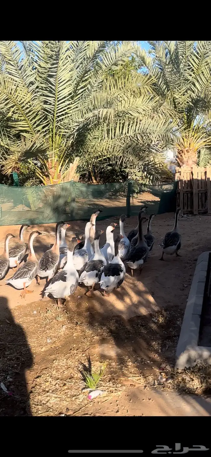 وز للبيع عراقي 0