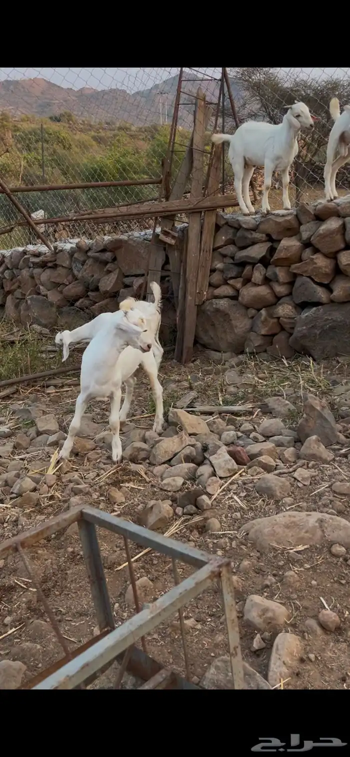 مشاريع فحول وجفار بيشي ابرص 1