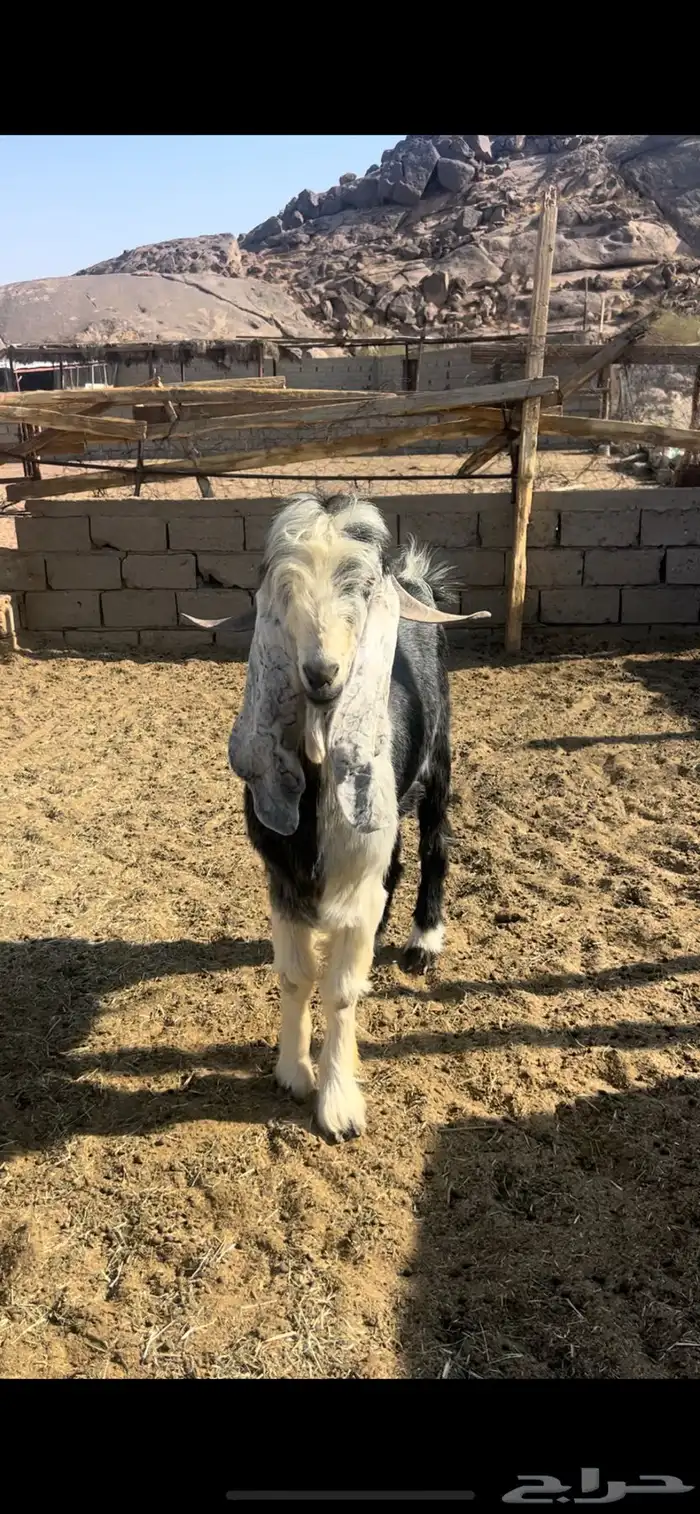 تيس عارضي فحل 1