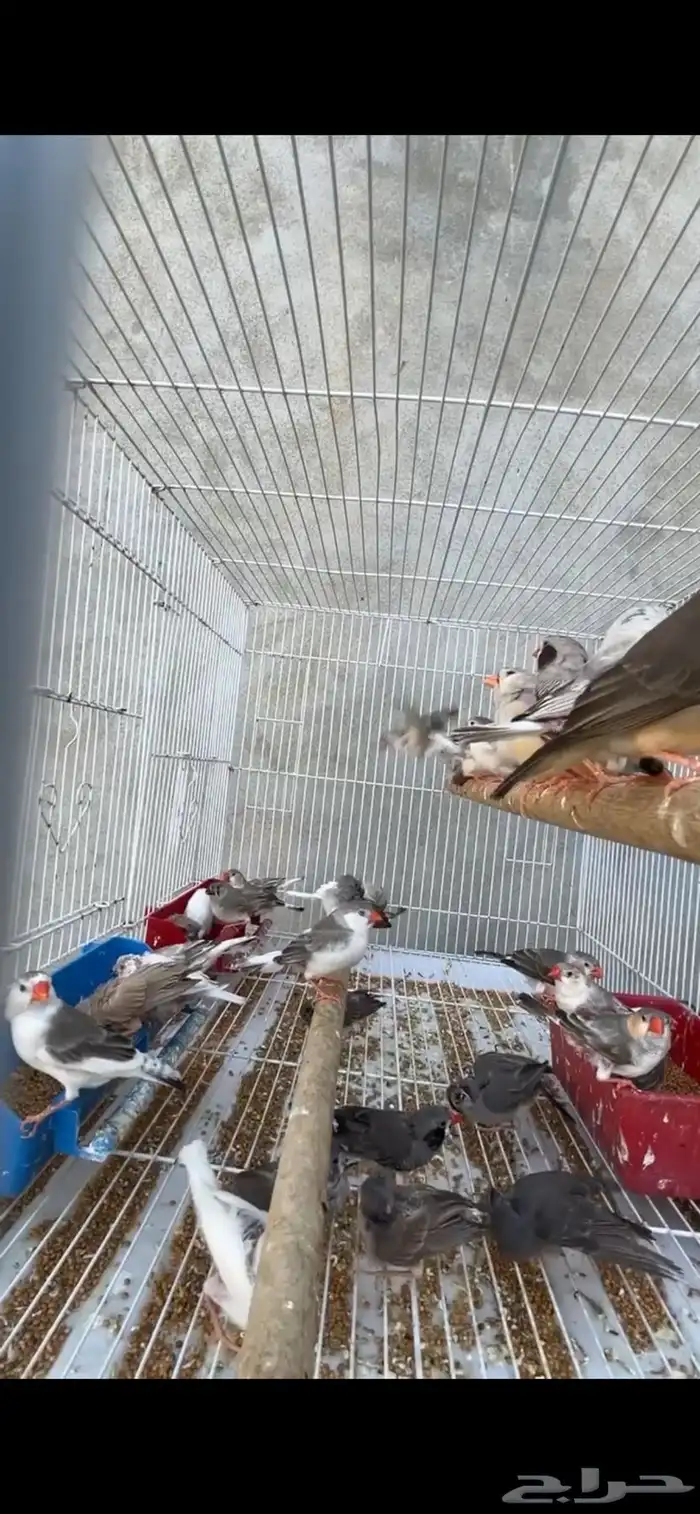 ماشاءالله زيبرا مع فروخهم 2