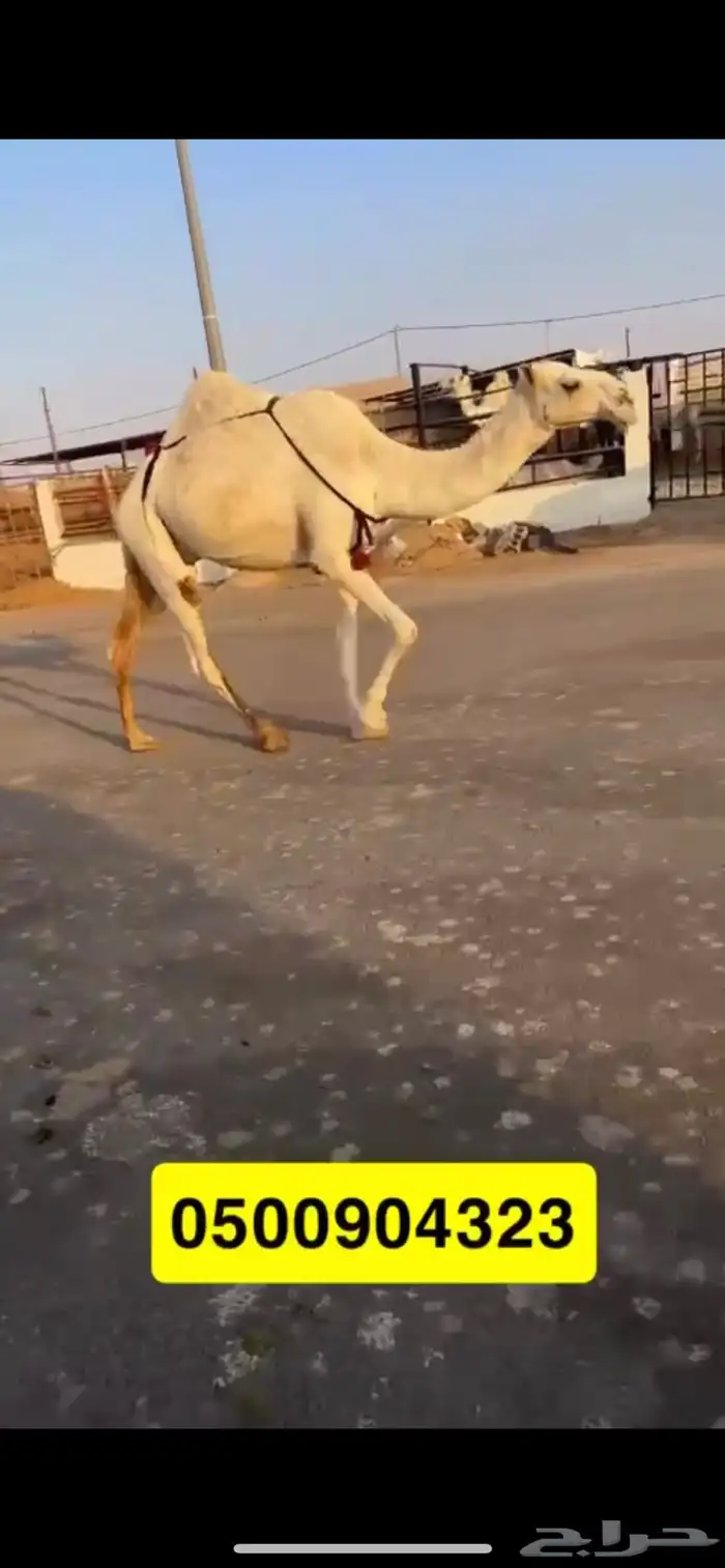 ثنيه ضريبة على جميع الشروط 1