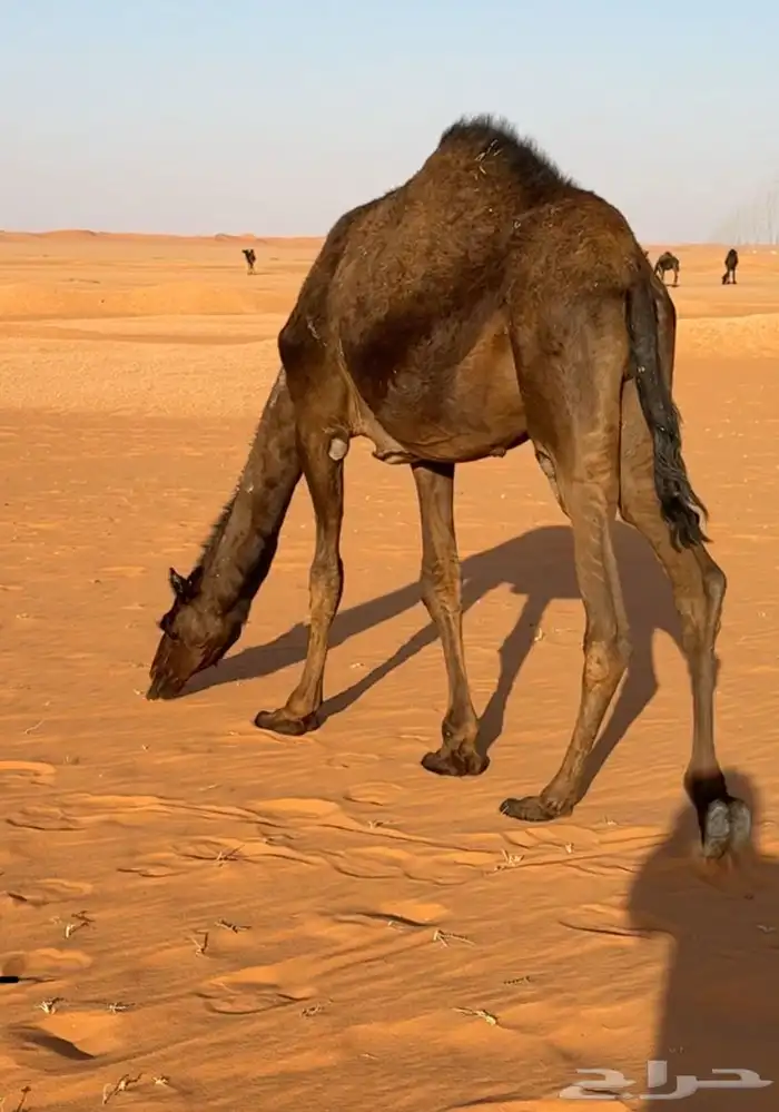 للبيع حشو قصب 1