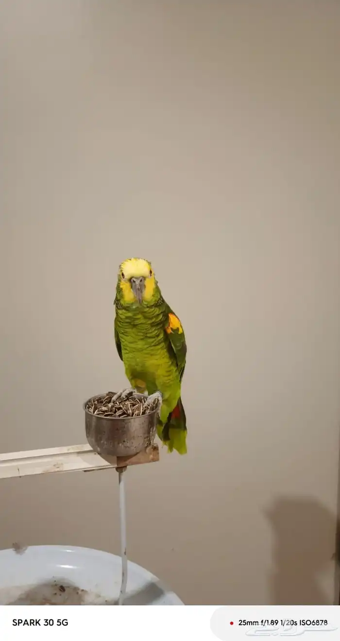 ببغاء امزون 0