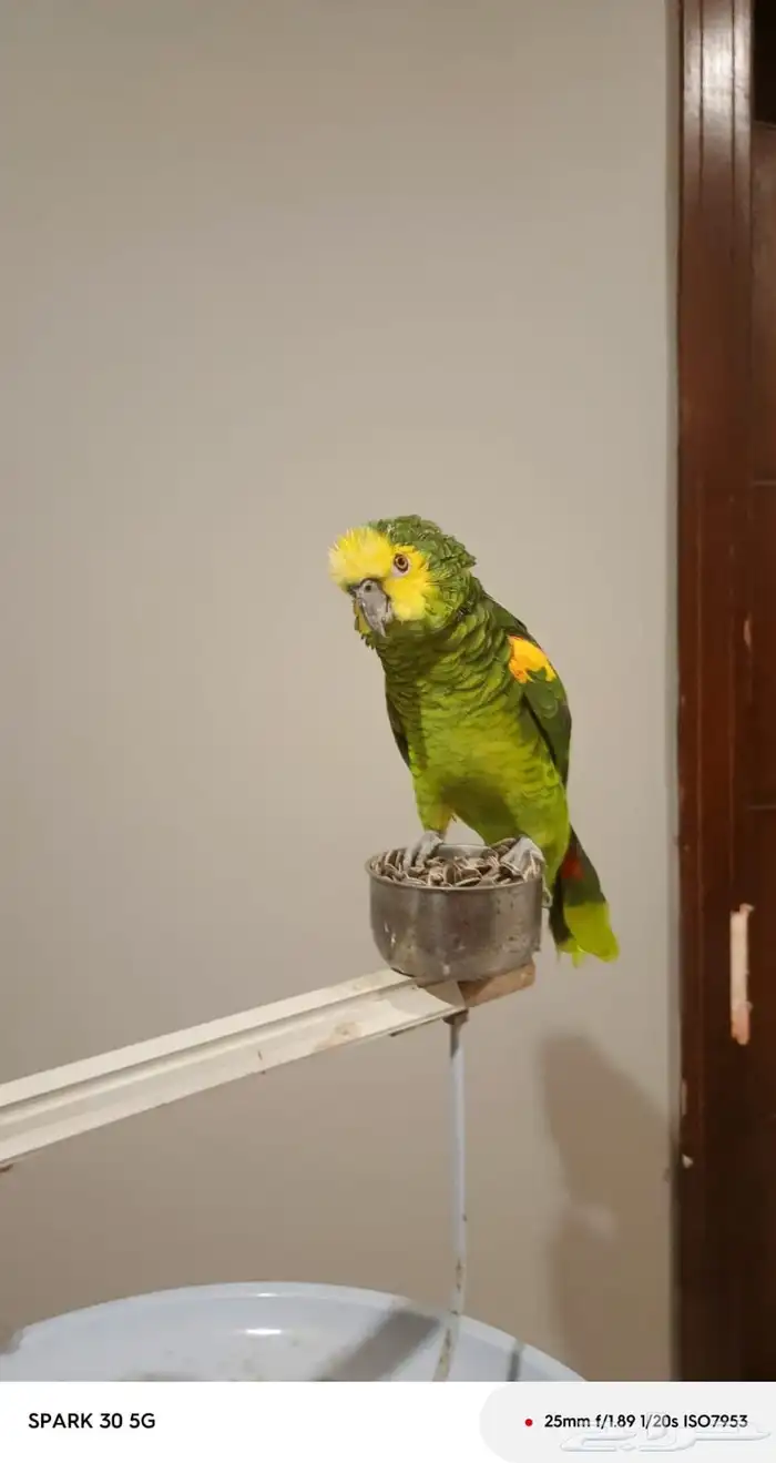 ببغاء امزون 4