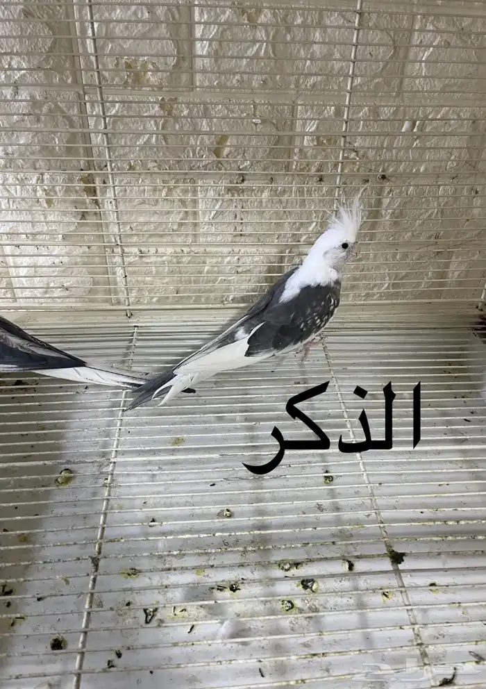 للبيع جوز كروان هولندي 2