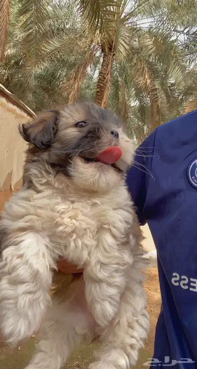 كلب مالتيز جرو كيوت index