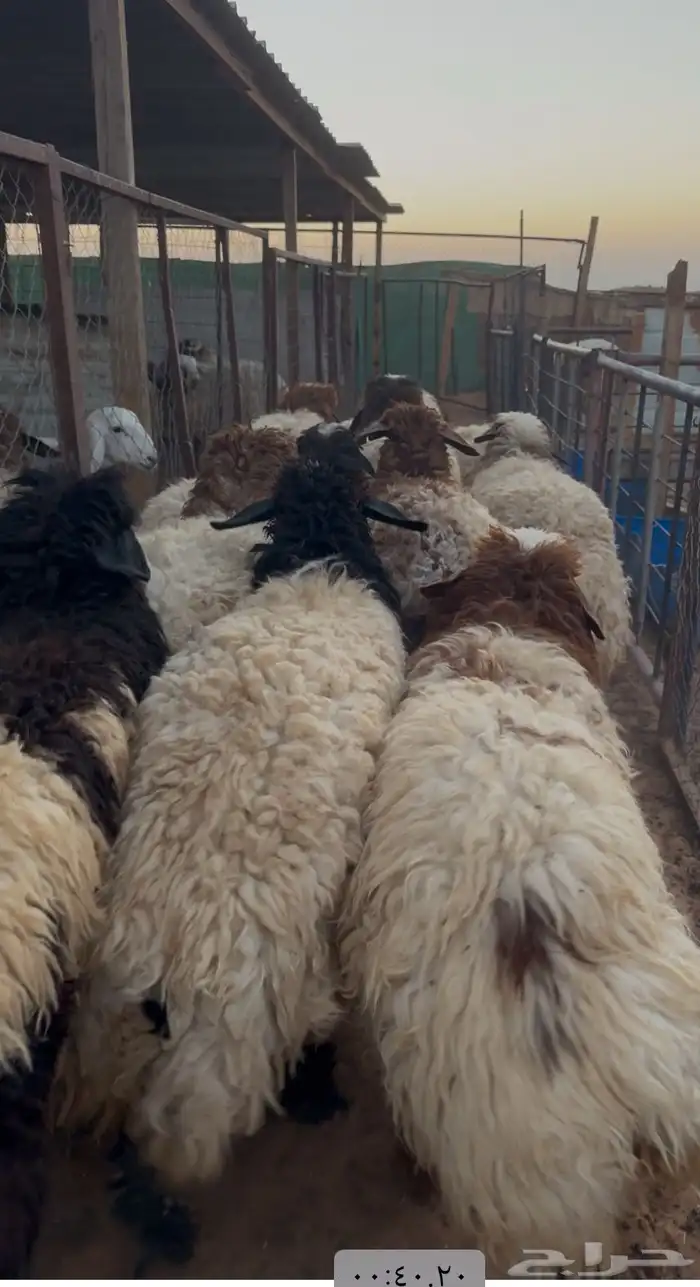 جذعات نعيمي جبرفل شحم واطرف تمايم 1