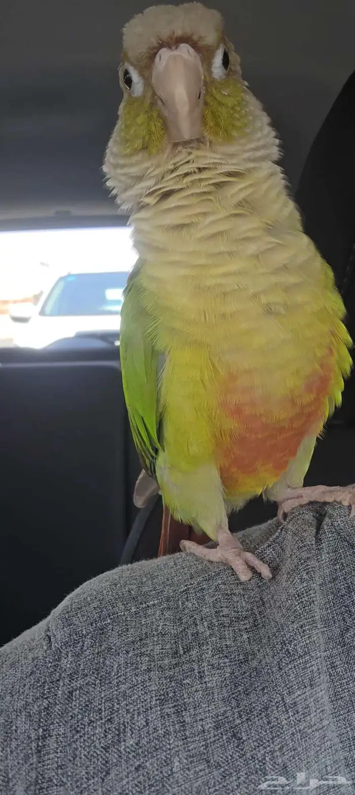 كنيور اليف ومتكلم بسعر مغري جدا 0