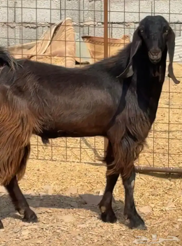 فحل قبرصي صغير سن فاخر 1