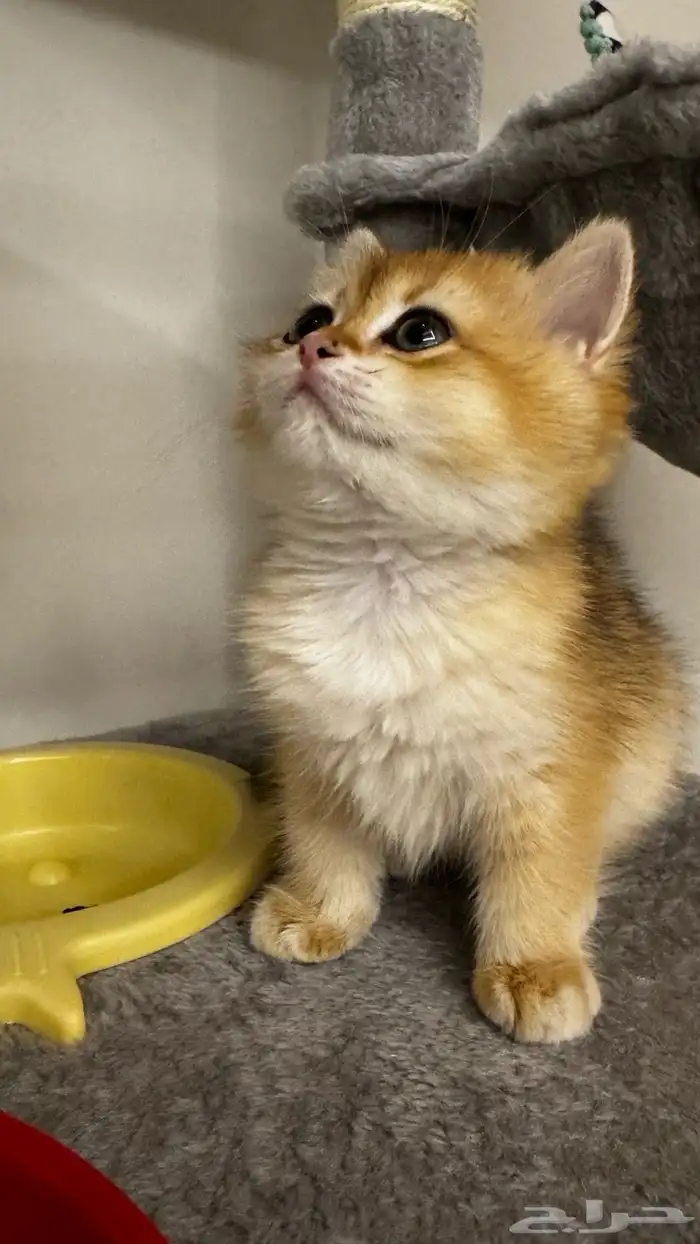 قطة برتش شهرين مسجلة British WCF 0