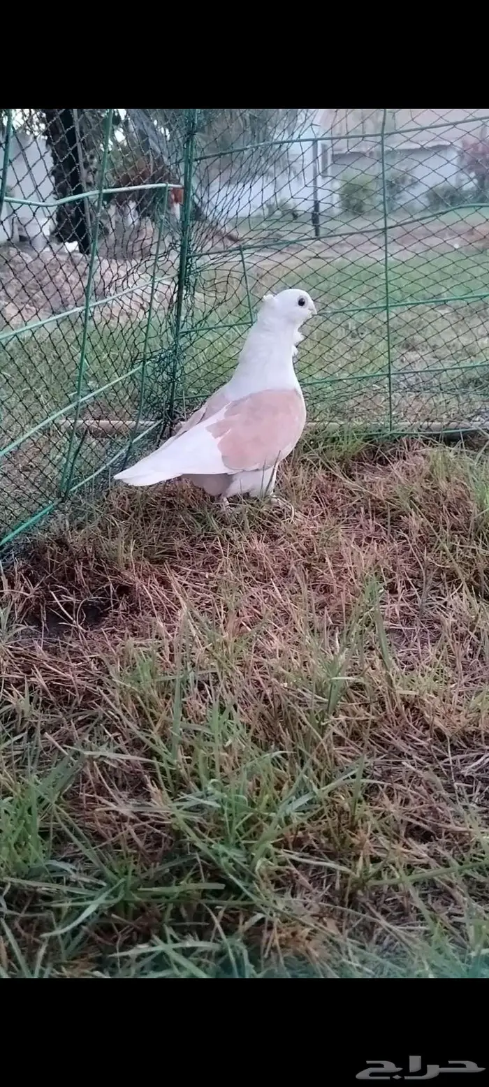 للبيع أنثى قطنيه 2