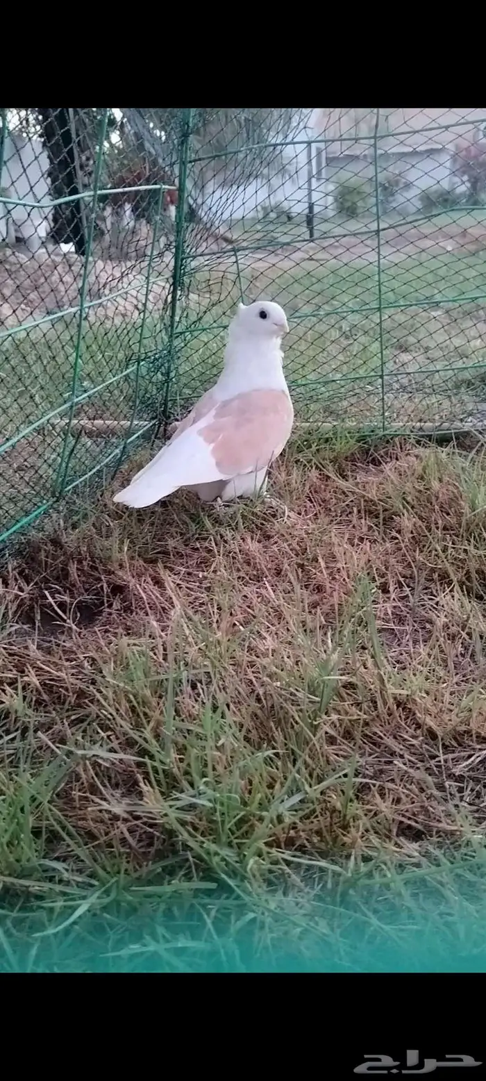 للبيع أنثى قطنيه 3