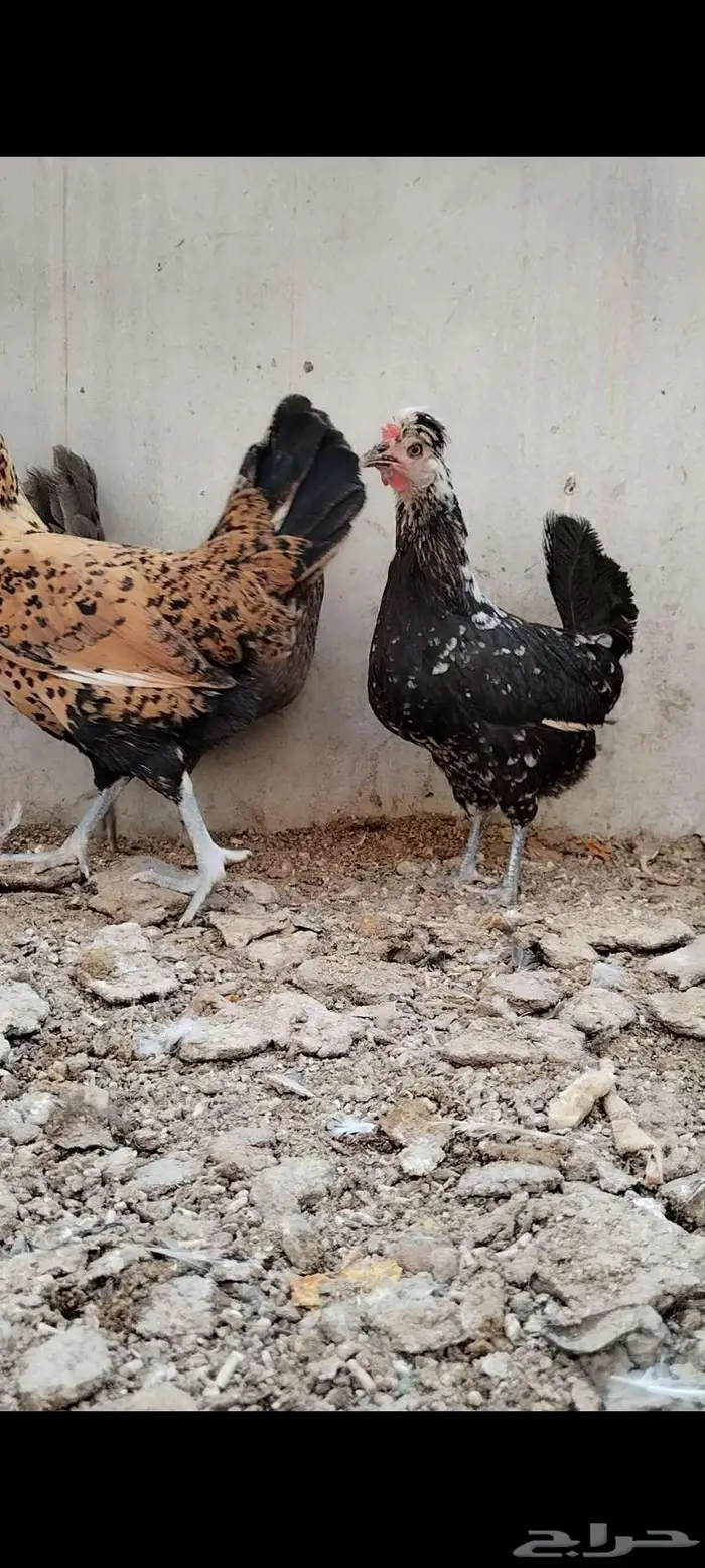 للبيع 3 دجاجات عربي 5