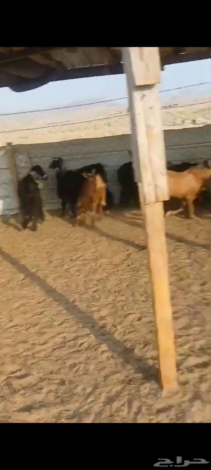 طليان جبرة وشعرة وطرف وتيوس وجفار 5