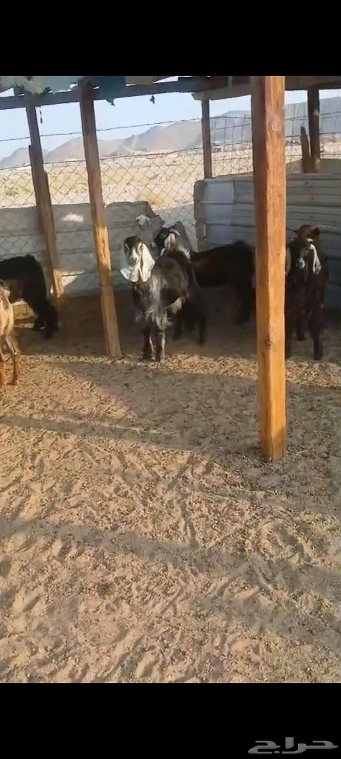 طليان جبرة وشعرة وطرف وتيوس وجفار 7