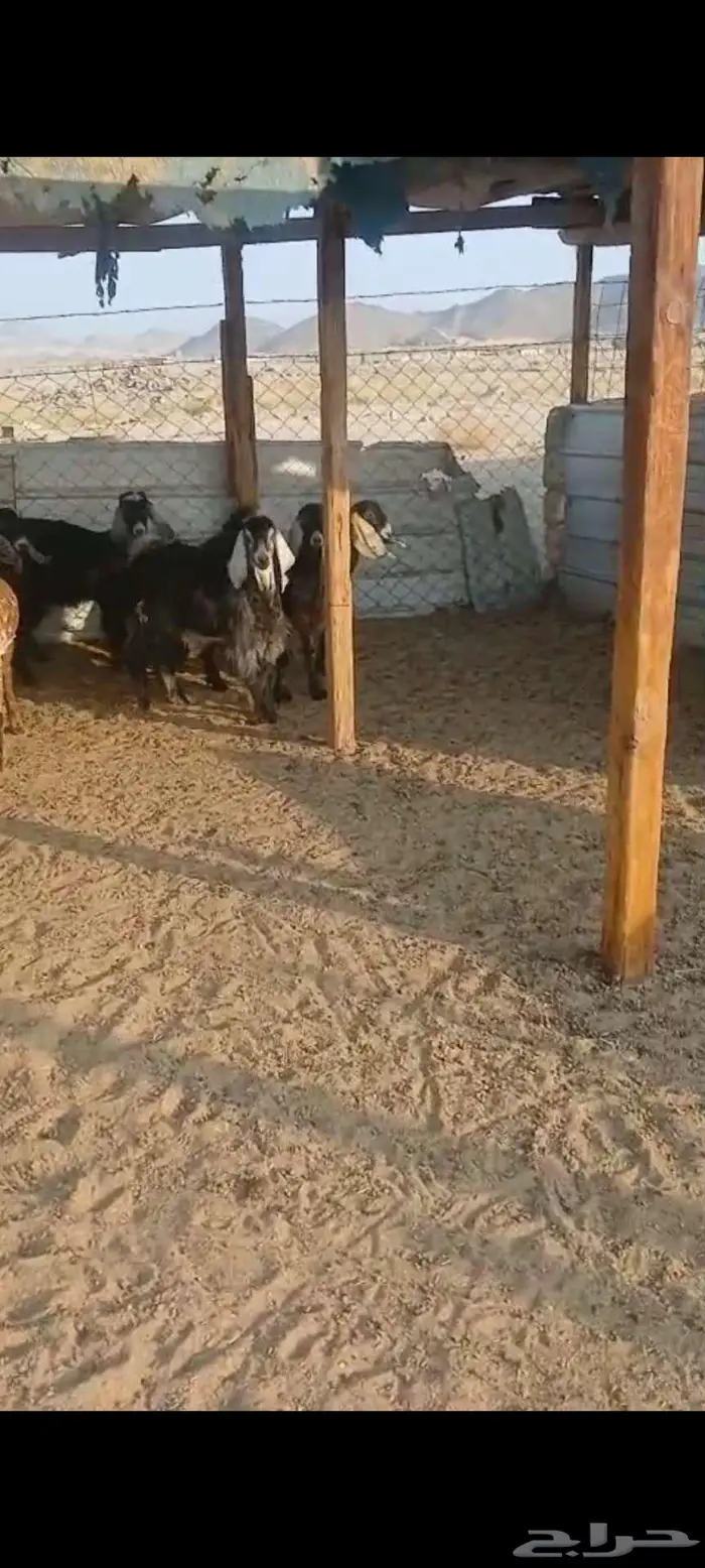 طليان جبرة وشعرة وطرف وتيوس وجفار 6