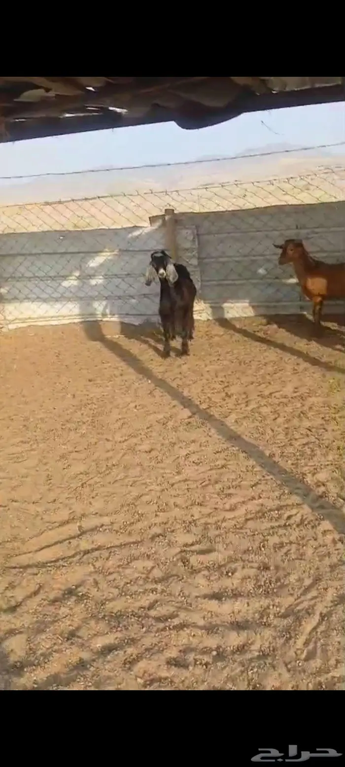 طليان جبرة وشعرة وطرف وتيوس وجفار 8