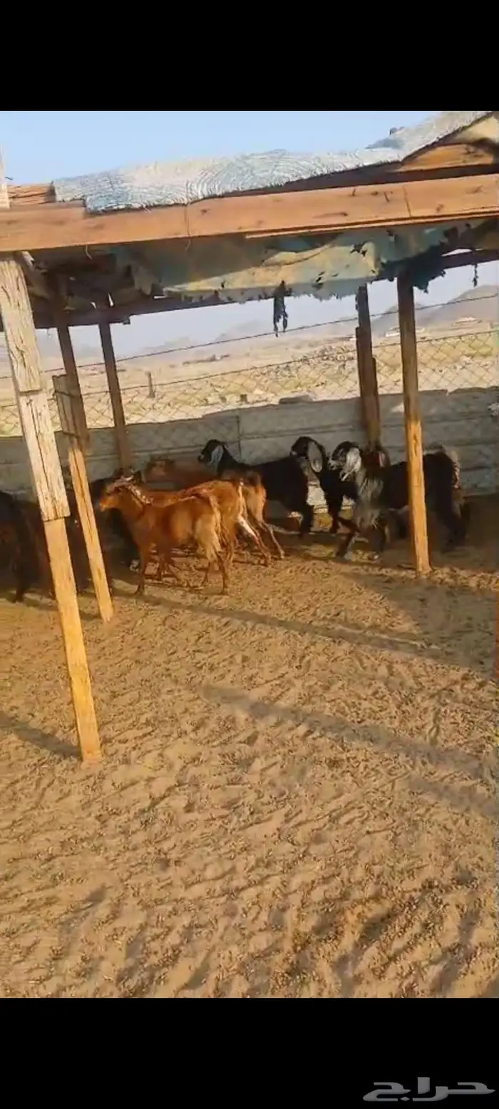 طليان جبرة وشعرة وطرف وتيوس وجفار 9