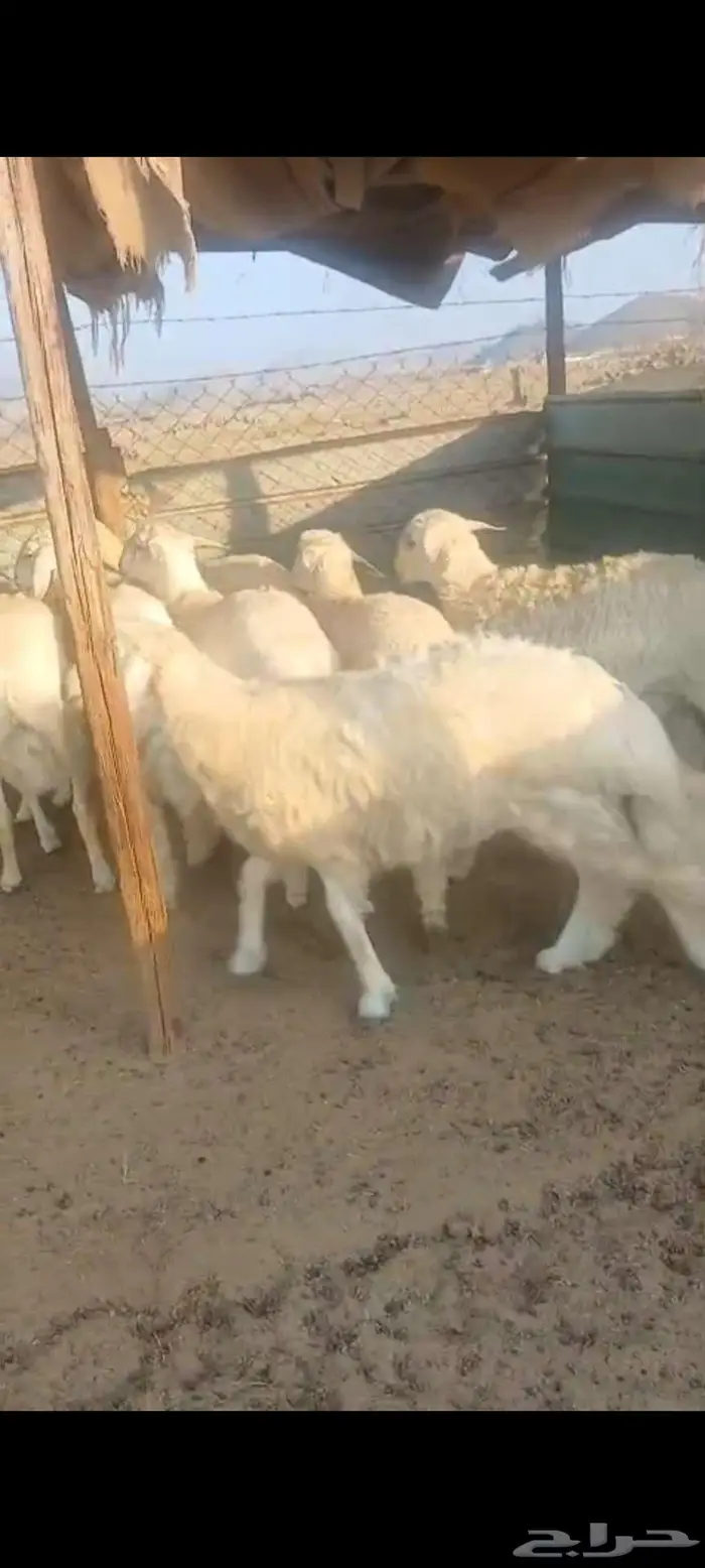 طليان جبرة وشعرة وطرف وتيوس وجفار 3