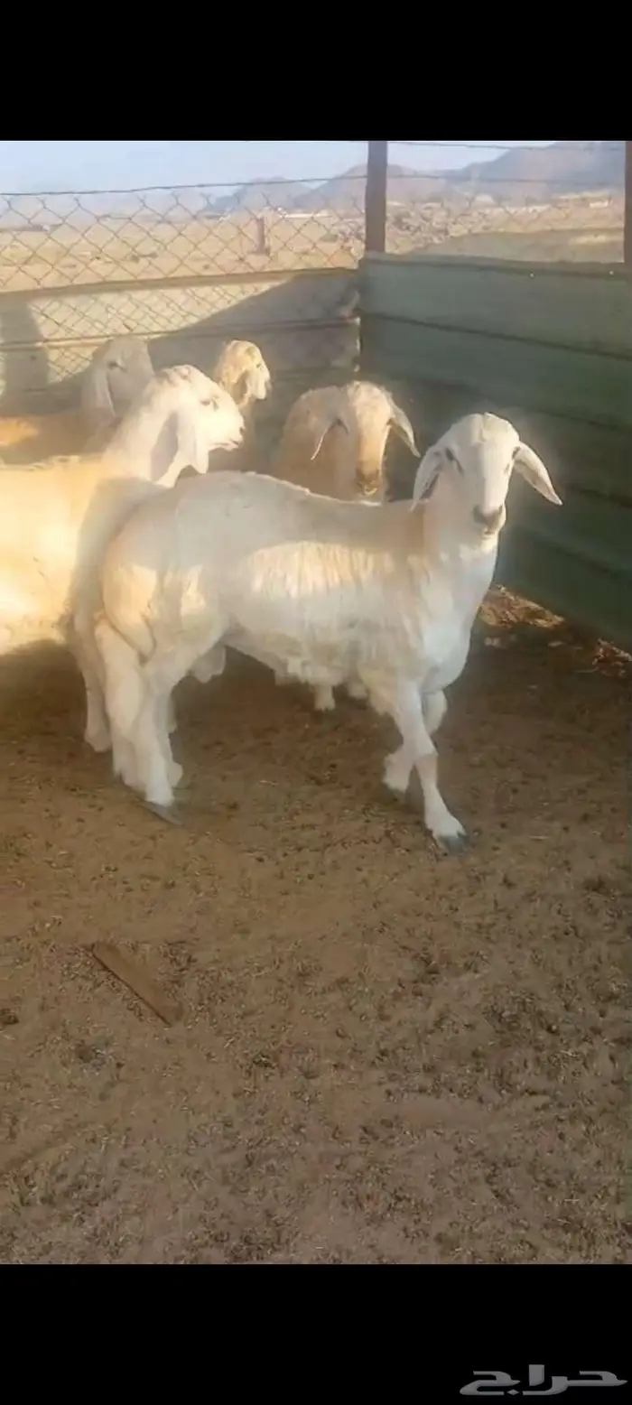 طليان جبرة وشعرة وطرف وتيوس وجفار 0