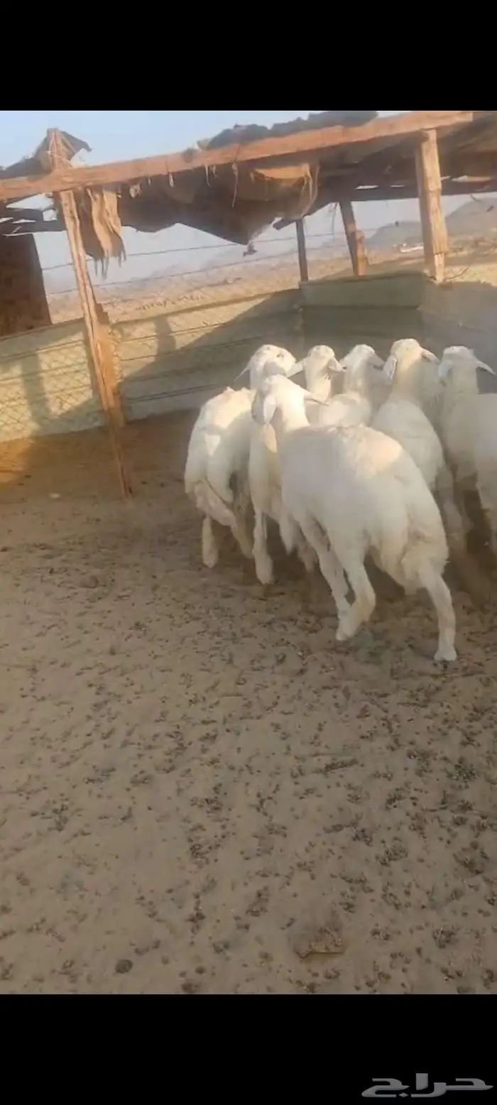 طليان جبرة وشعرة وطرف وتيوس وجفار 2