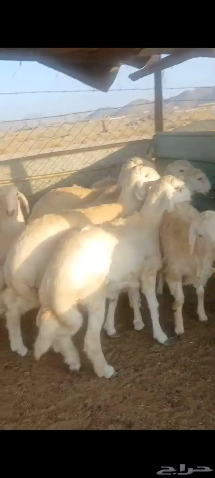 طليان جبرة وشعرة وطرف وتيوس وجفار 1