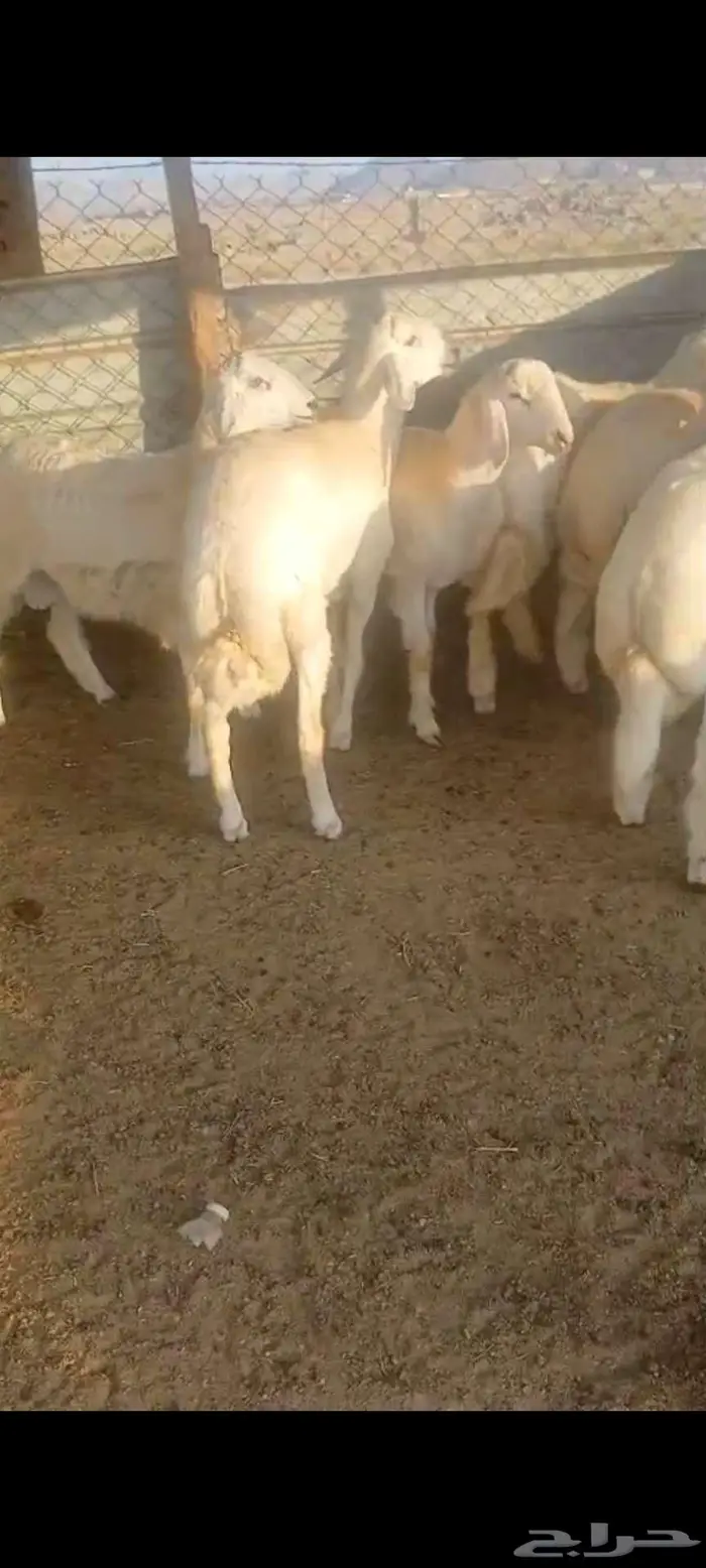 طليان جبرة وشعرة وطرف وتيوس وجفار 4