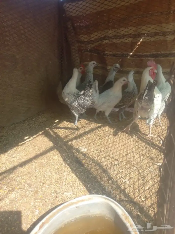 دجاج فيومي 0