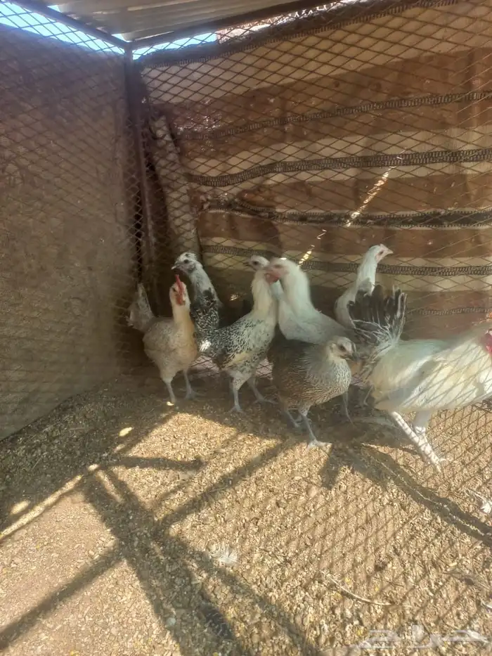 دجاج فيومي 1