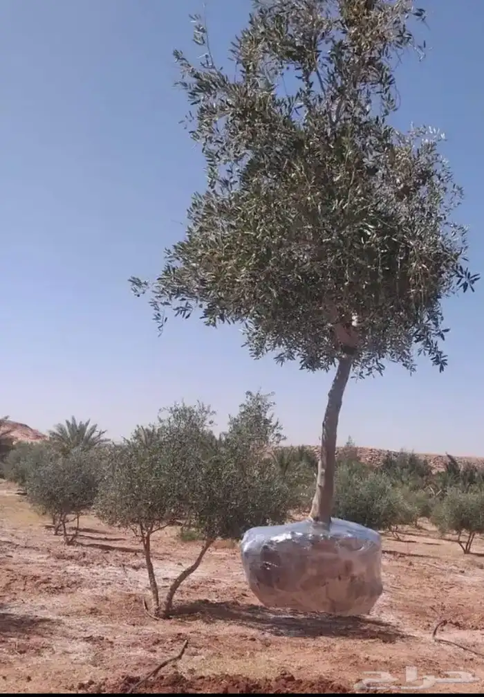 توريد وزراعة اشجار زيتون شجر زيتون 0