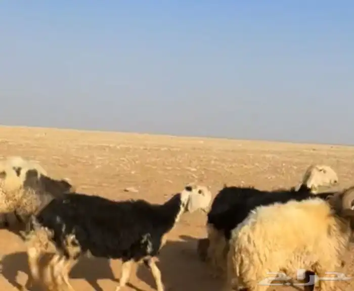 فحل نجدي صنف شرط النسف وتعريفه قوي 2