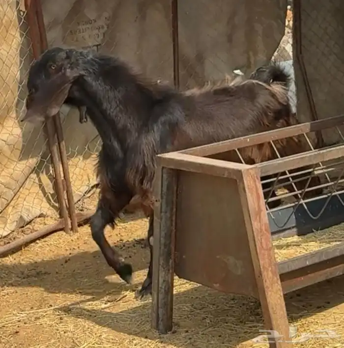 فحل قبرصي صغير سن فاخر 0