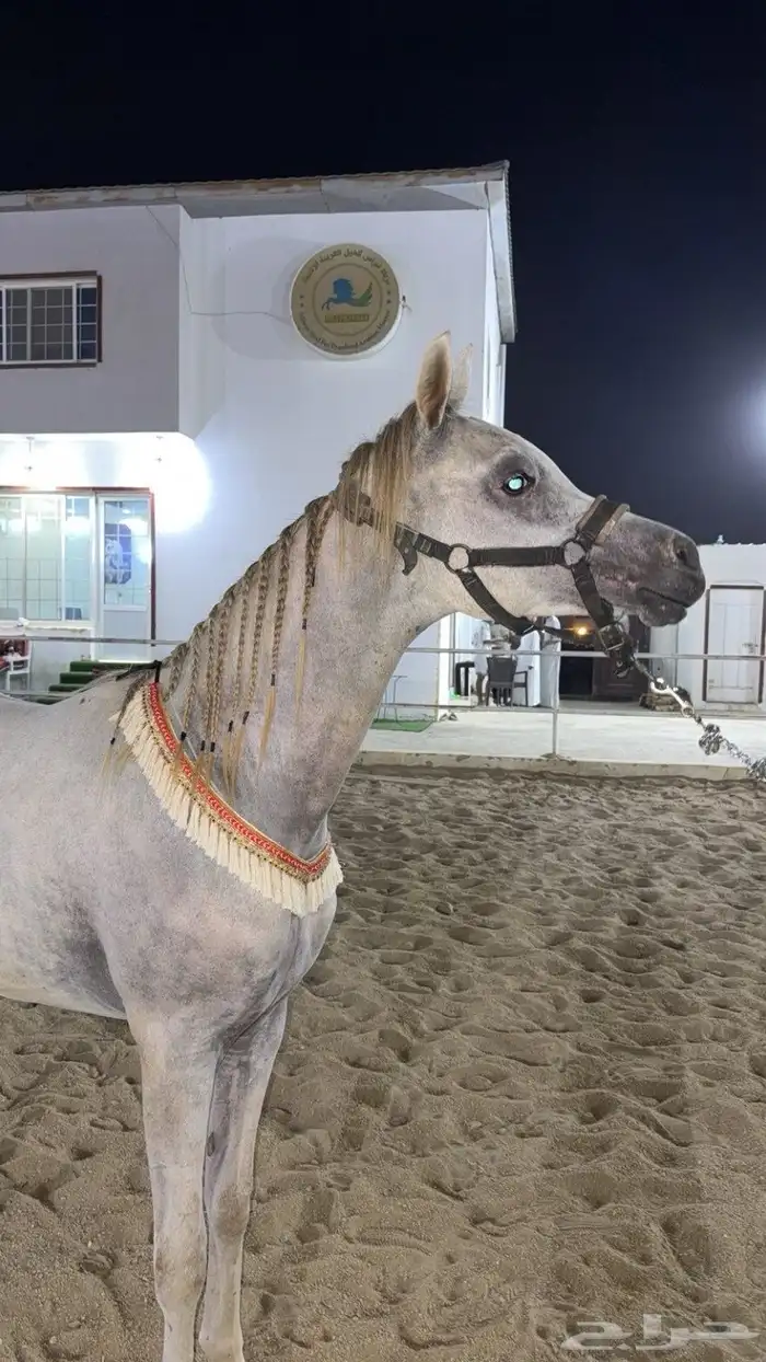 مهر ولد الاكساندر 2