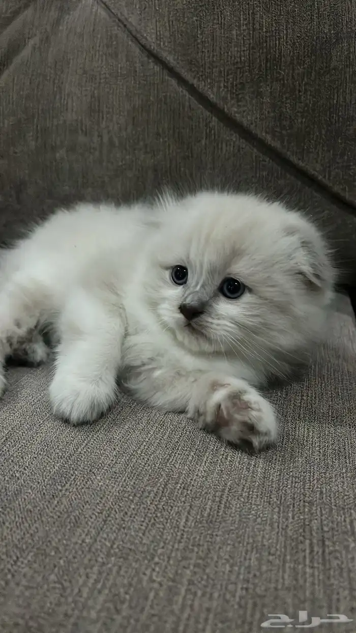 سكوتش للبيع 2