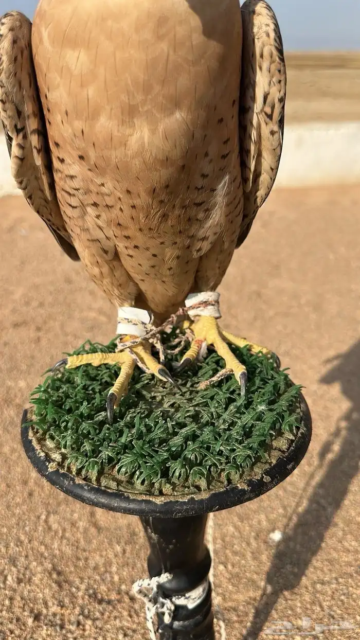 سلام اعرض لكم جبليه فارسيه عرض 14 ونص في طوال 13 0