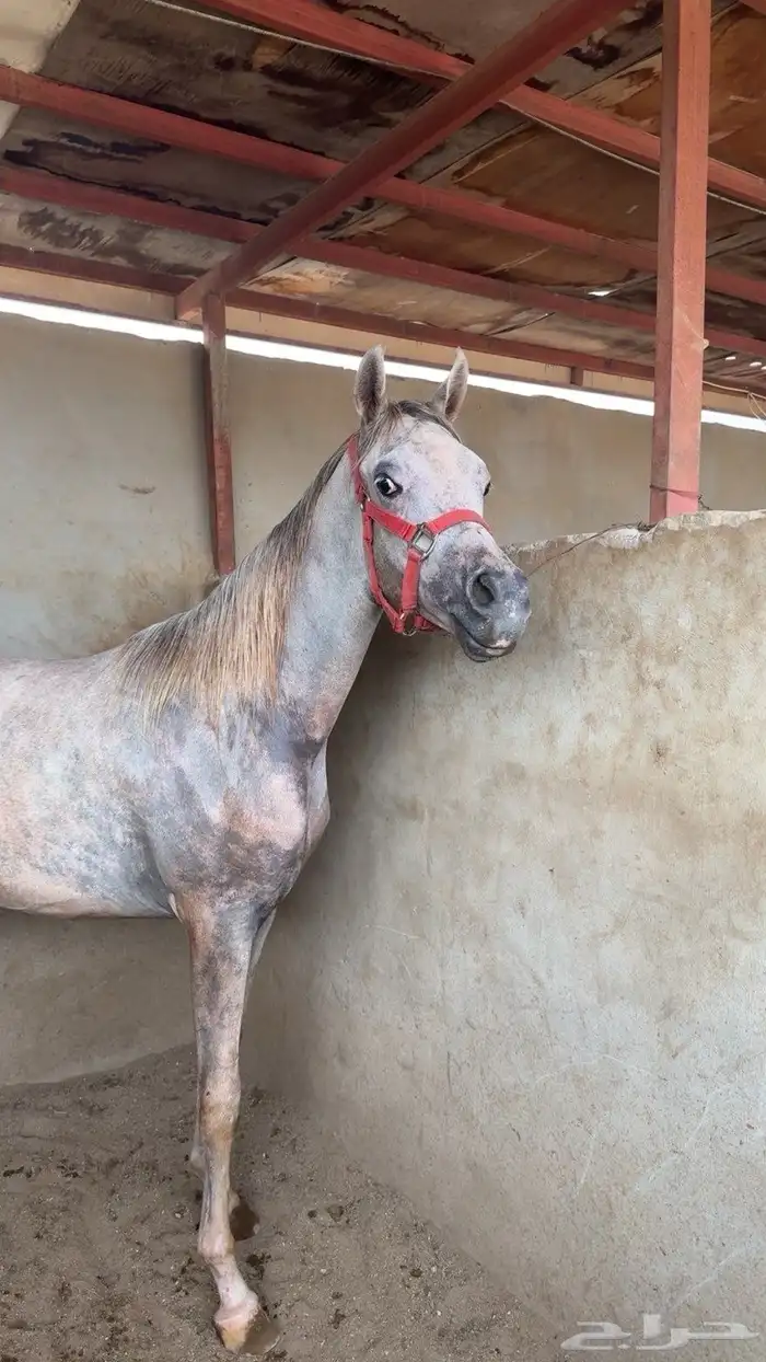 مهر ولد الاكساندر 6