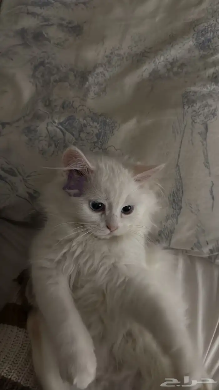 قطط للتبني 2