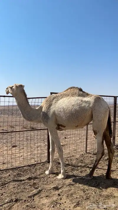 نياق خواوير index