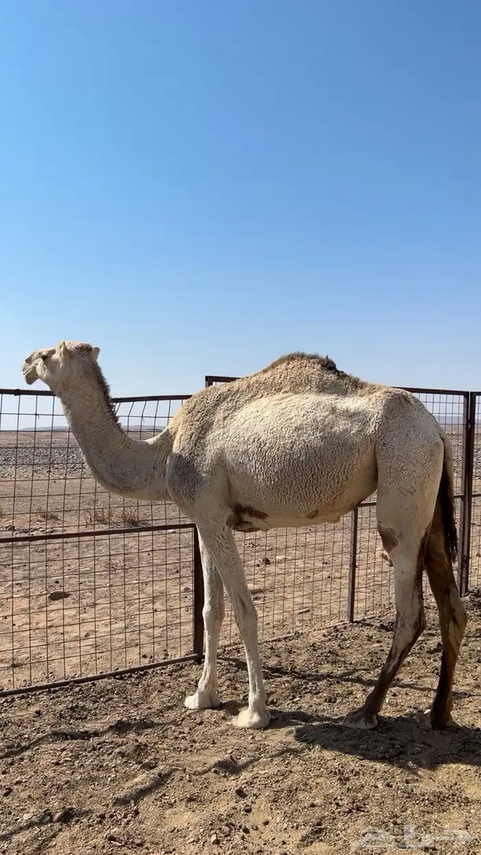 نياق خواوير 1