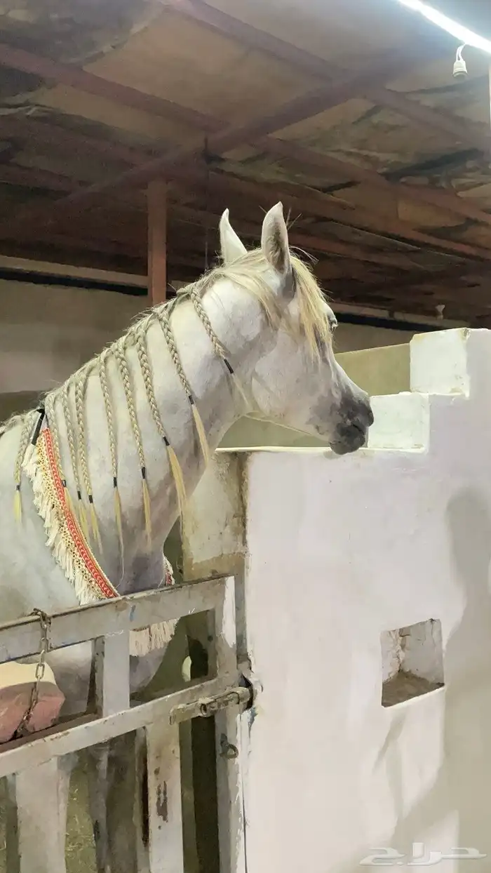 مهر ولد الاكساندر 3