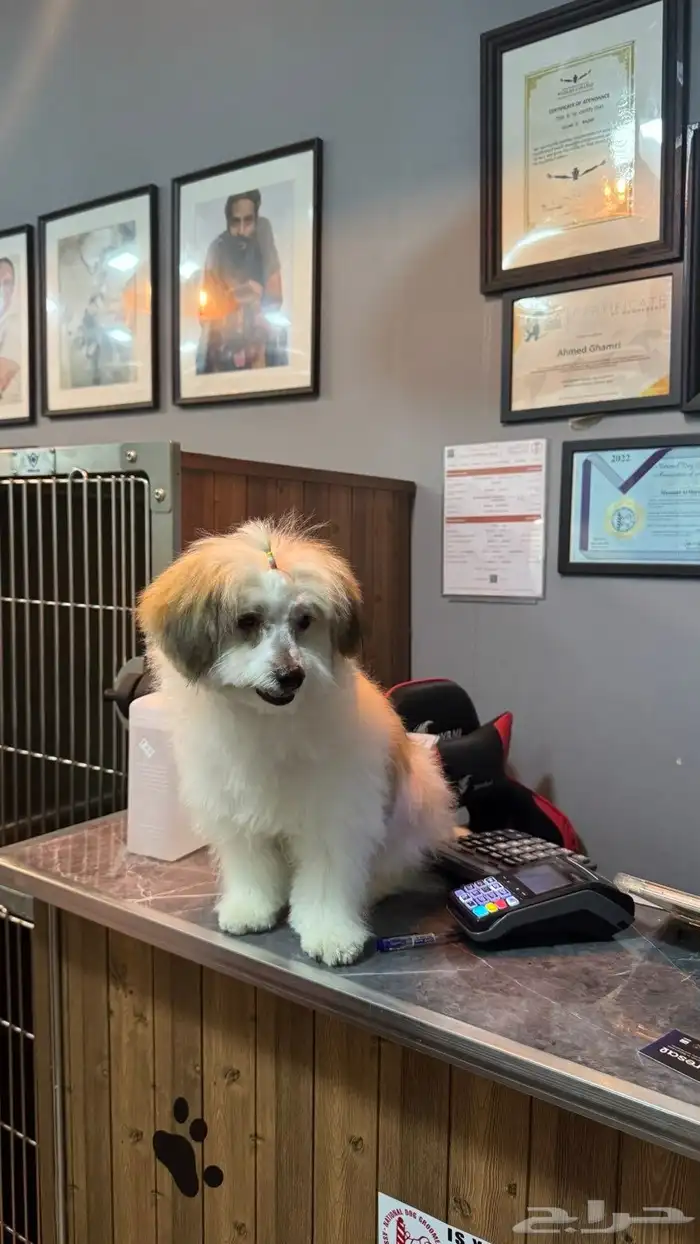 كلب لاسا ابسو ذكرLhasa Apso 3