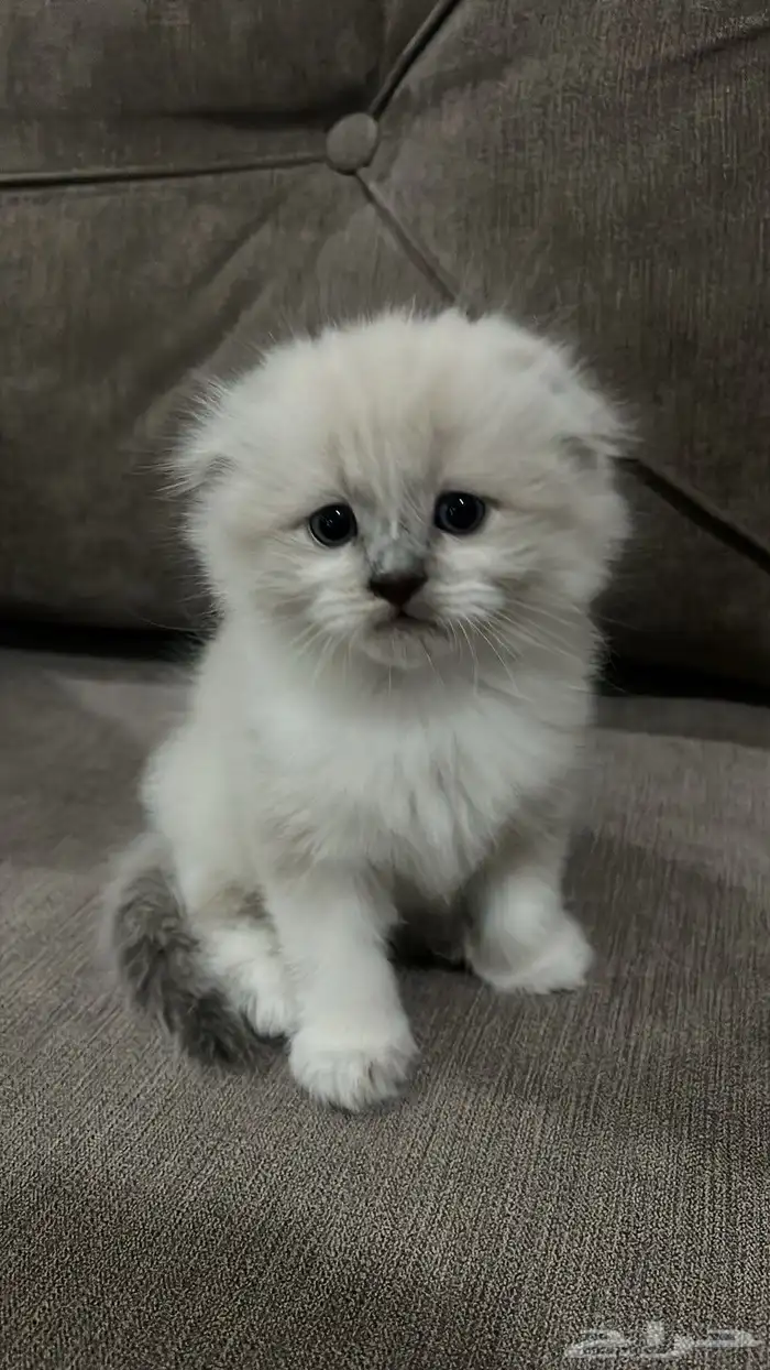 سكوتش للبيع 0